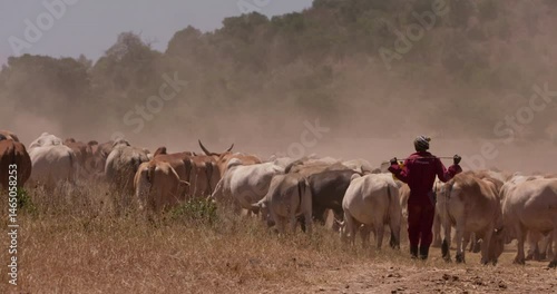 Extreme wide shot of a shepherd striding behind a herd of cattle in the plains of kenya at eventide