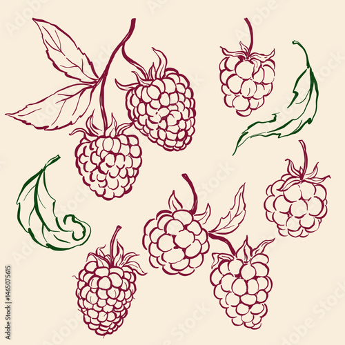 Vector fruit doodle illustration of raspberry. Hand-drawn garden harvest sketch. Organic farm graphics. Tasty food for design, veggie market drawing print, fabric or background.