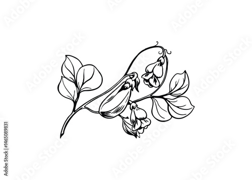 Silhouette of sweet pea flower isolated on a white background
