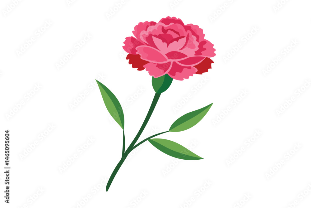 carnation vector illustration on white background carnation vector illustration on white background