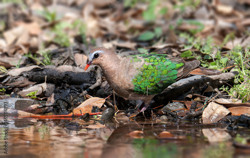 Asian Emerald Dove, A brightly-colored dove of the forest floor with bright green wings, coral-red bill, and ash-gray forehead. 