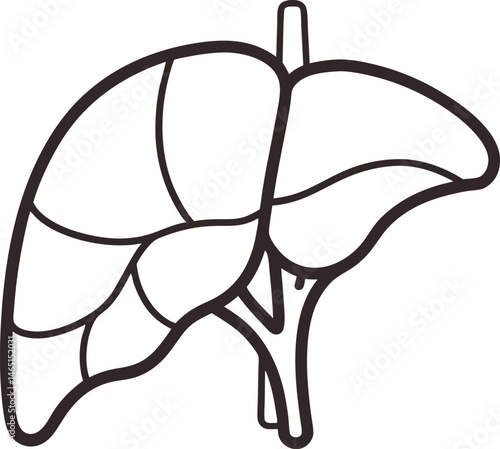 Human Liver Outline Vector Illustration on White Background