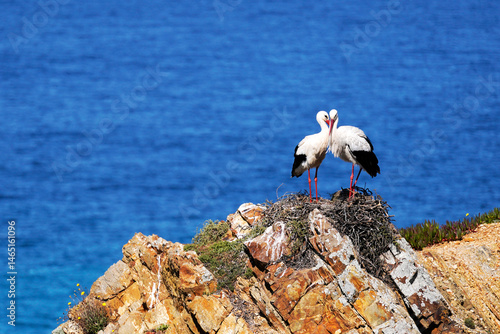 Two storks close together on the cliffs over the ocean