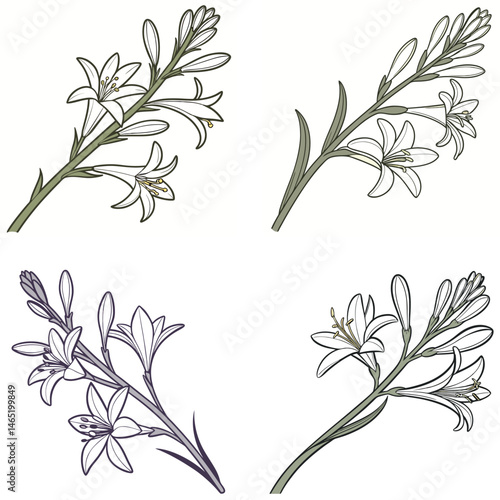 A tuberose flower icon with elongated, waxy petals and a fragrant look.