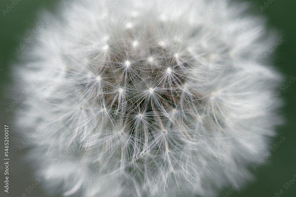 Obraz premium Head of white fluffy dandelion close-up