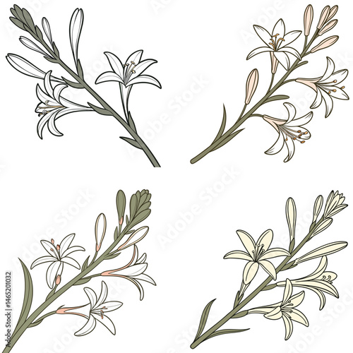 A tuberose flower icon with elongated, waxy petals and a fragrant look.