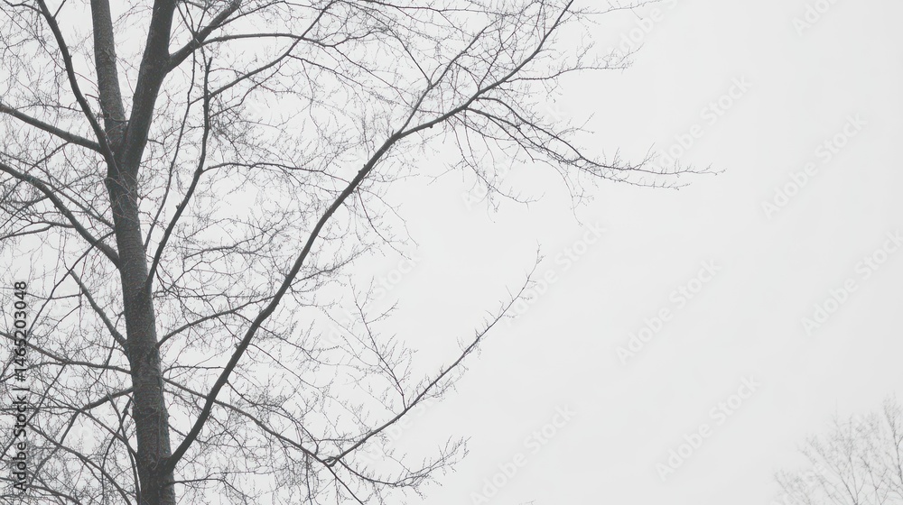 Bare winter branches against a light gray sky. Bare winter branches against a light gray sky.