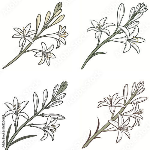 A tuberose flower icon with elongated, waxy petals and a fragrant look.
