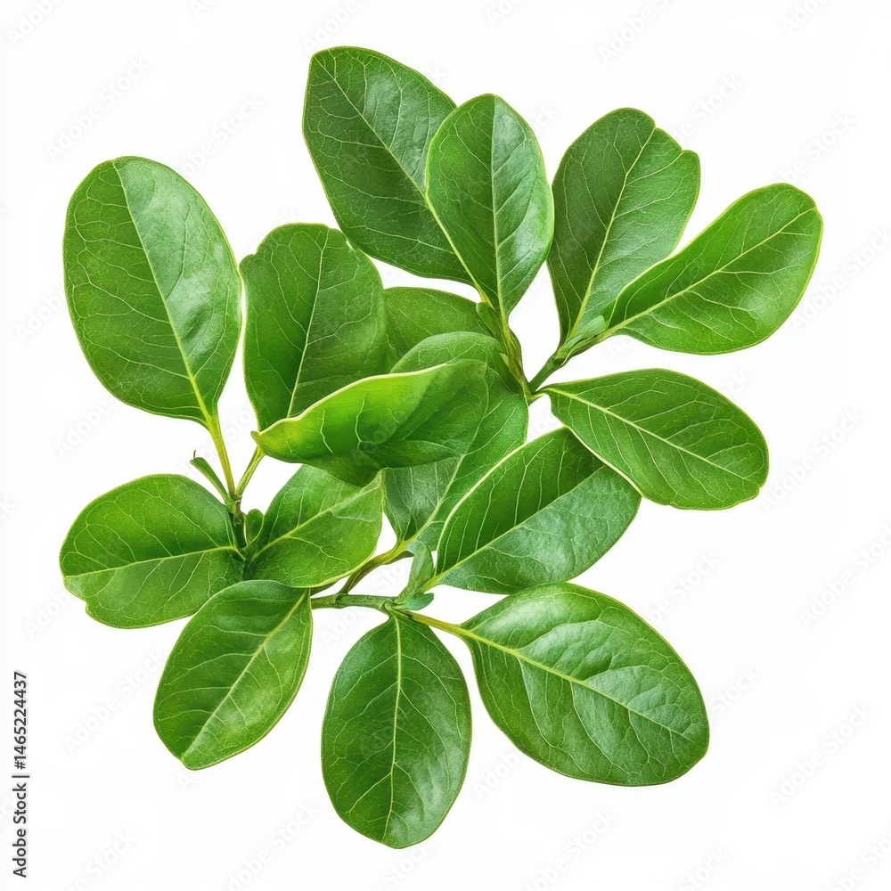 Green leaves arrangement isolated on transparent background Green leaves arrangement isolated on transparent background