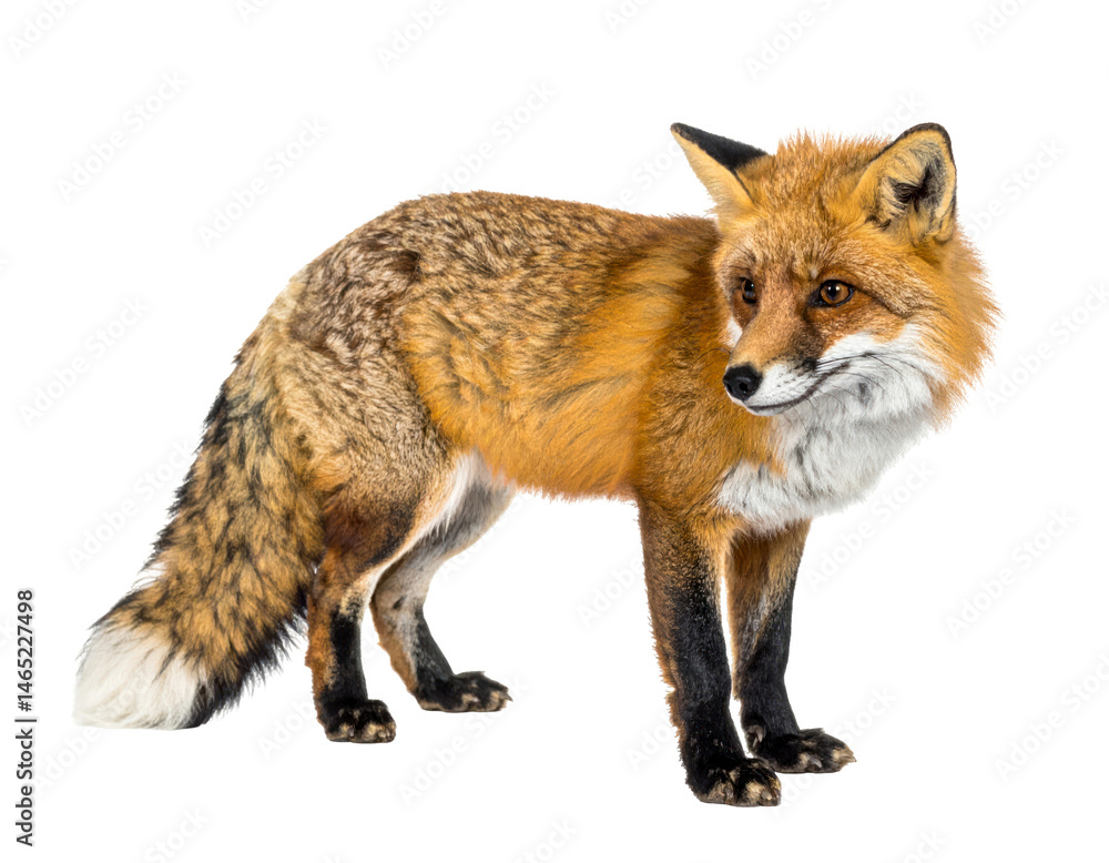 Fototapeta premium Alert Red Fox on Transparent Background
