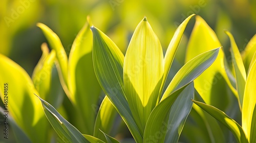 Vibrant Green Leaves Illuminated by Sunlight Nature Photography