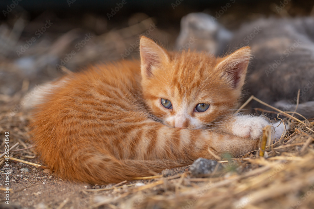 This sweet ginger kitten curls up on dry straw, peacefully resting with its eyes half-closed. Its fluffy fur and tiny paws create a perfect moment of calm and rural charm in nature. This sweet ginger kitten curls up on dry straw, peacefully resting with its eyes half-closed. Its fluffy fur and tiny paws create a perfect moment of calm and rural charm in nature.