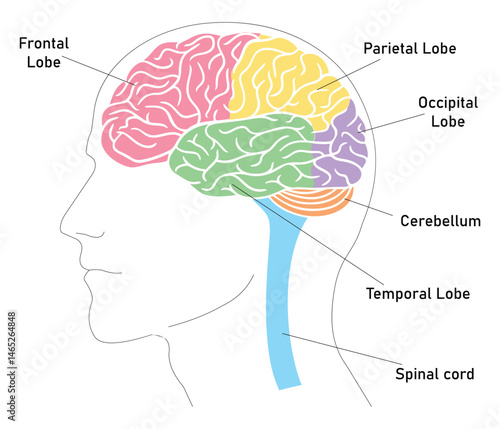 Anatomy of the Human Brain: Major Lobes Highlighted in Distinct Colors