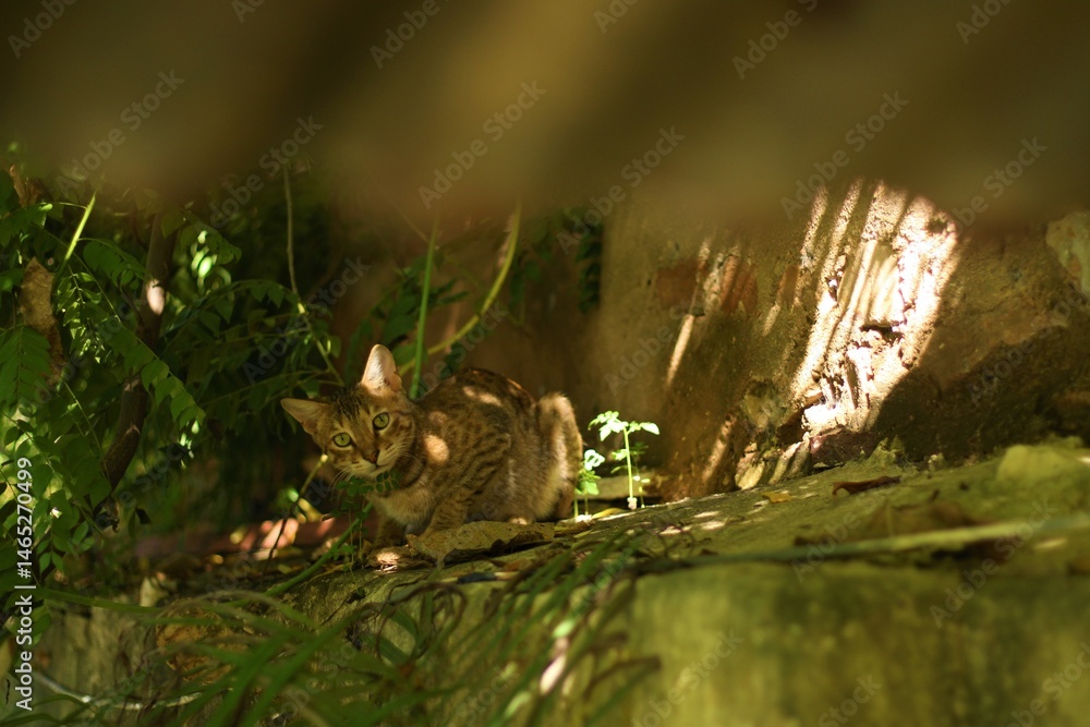 Fototapeta premium Wild Cat in Natural Habitat