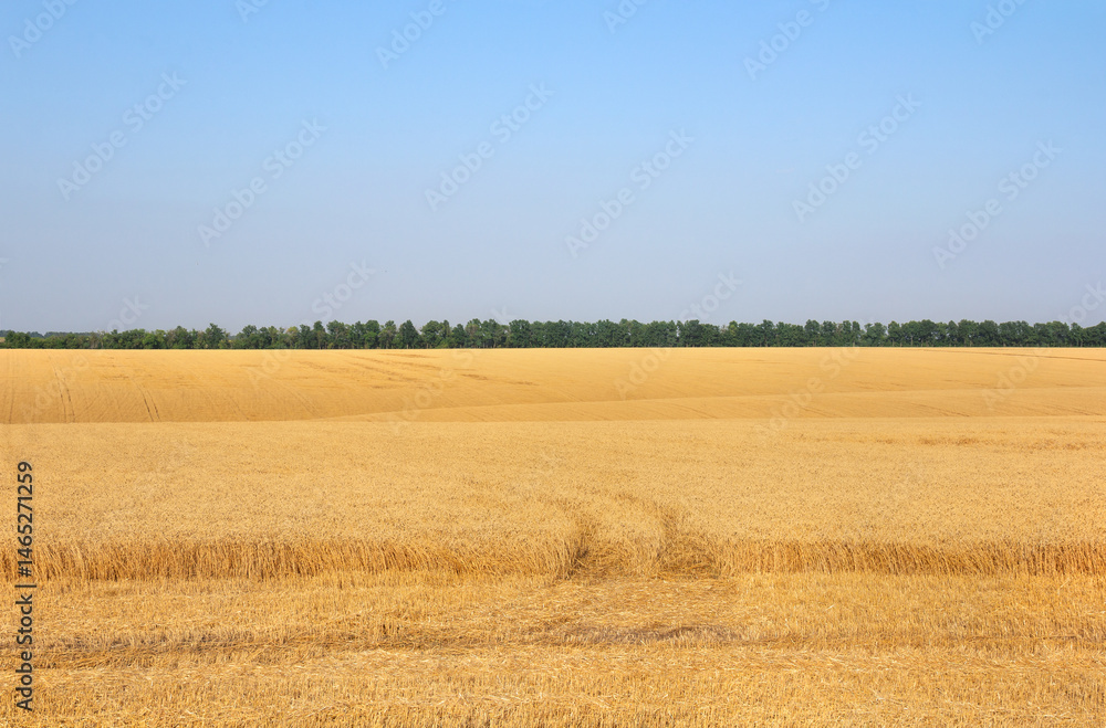 Field wheat in period harvest on background sky Field wheat in period harvest on background sky