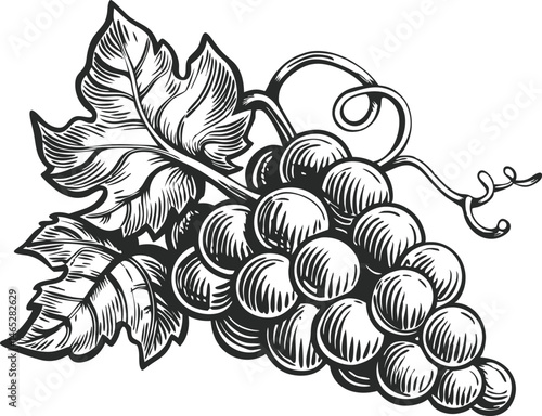 Detailed engraving of grape bunch with leaves and vines in vintage winery label style featuring realistic shading and textures


