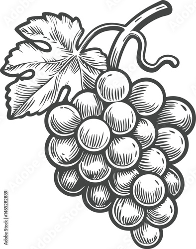 Detailed engraving of grape bunch with leaves and vines in vintage winery label style featuring realistic shading and textures

