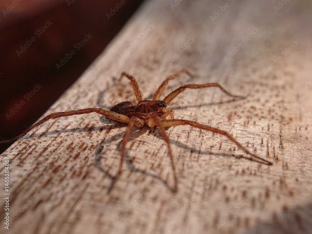 Obraz premium wolf spider details