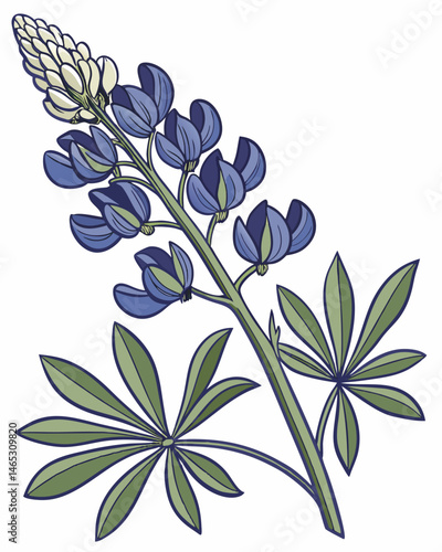 Elegant illustration of a single bluebonnet flower with leaves.
