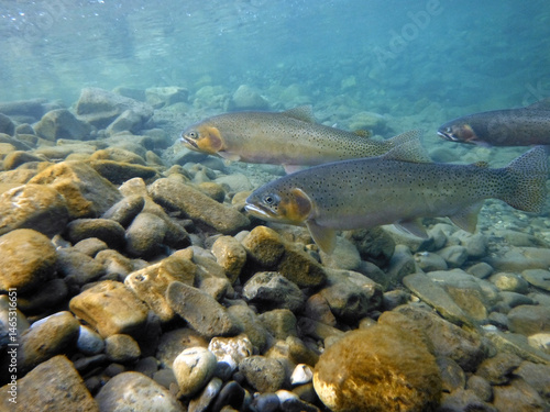 Cutthroat Trout (Oncorhynchus clarki) underwater in a trout stream, holding and feeding just below a riffle, close-up. 