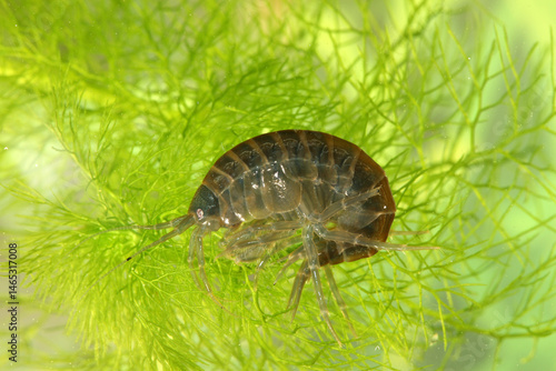 Freshwater scud (Gammarus lacustris) underwater, hanging out in aquatic vegetation macro close-up. 