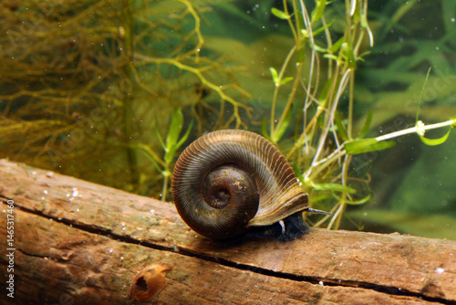 Ramshorn snail (Planorbella subcrenata) underwater, crawling on a log lying on the bottom of a pond, macro close-up. 