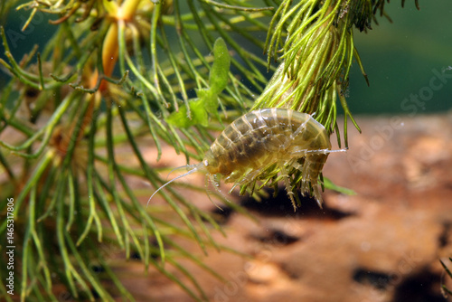 A freshwater scud (Gammarus lacustris) underwater, hiding out in aquatic vegetation macro close-up. 
