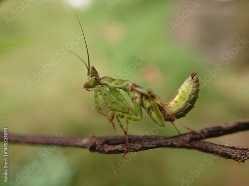 detail of a praying mantis