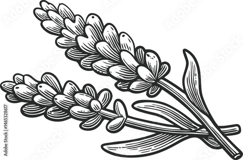 Botanical engraved illustration of lavender stems with blossoms, leaves, and roots in vintage herbarium style with organic texture

