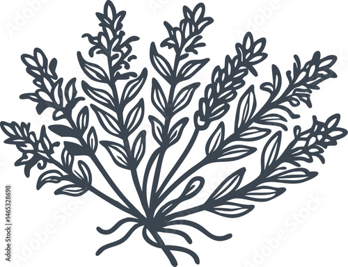 Botanical engraved illustration of lavender stems with blossoms, leaves, and roots in vintage herbarium style with organic texture

