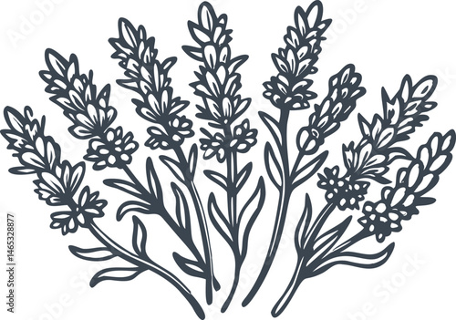 Botanical engraved illustration of lavender stems with blossoms, leaves, and roots in vintage herbarium style with organic texture


