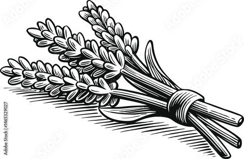 Botanical engraved illustration of lavender stems with blossoms, leaves, and roots in vintage herbarium style with organic texture

