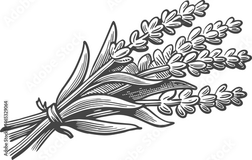 Botanical engraved illustration of lavender stems with blossoms, leaves, and roots in vintage herbarium style with organic texture

