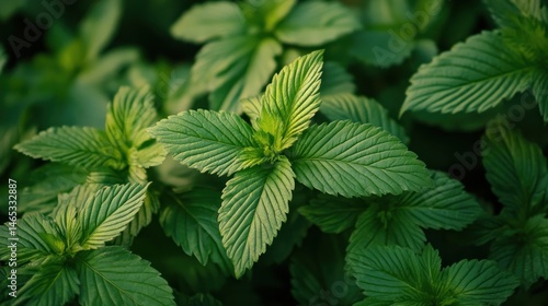 Close-up of vibrant green mint leaves