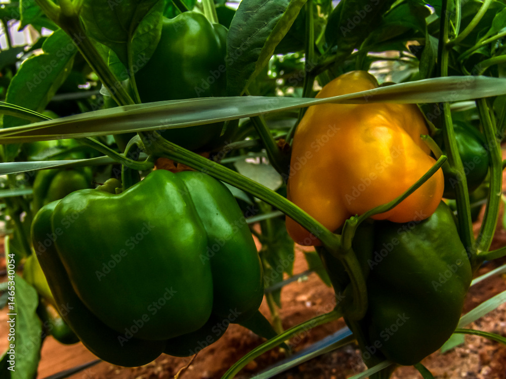 Green and yellow bell pepper are growing in the garden. Capsicum annuum is a popular sweet peppers contains a variety of carotenoids, capsanthin,beta-carotene and xanthophyll.