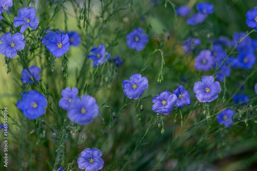 Linum usitatissimum common flax flowering ornamental garden plant, group of beautiful blue flowers in bloom