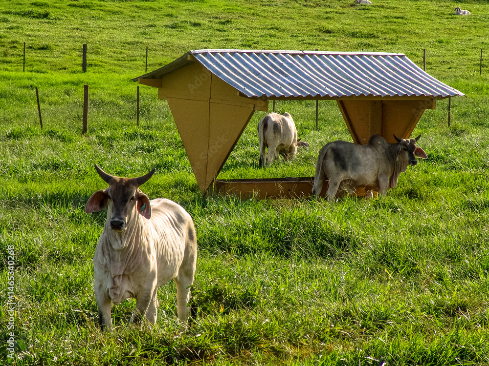 Guzera cattle feed in the pasture of a beef cattle farm in Brazil