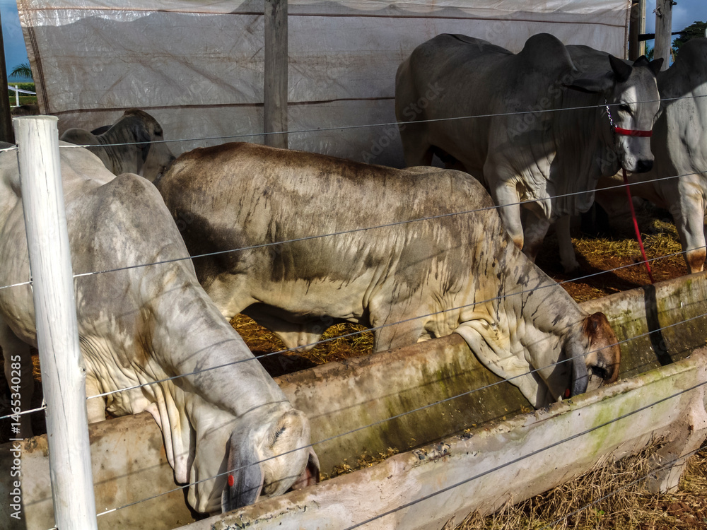 Cattle in a corral feeding from a trough. Illustrates livestock management and beef production. Suitable for agribusiness education and news on agriculture