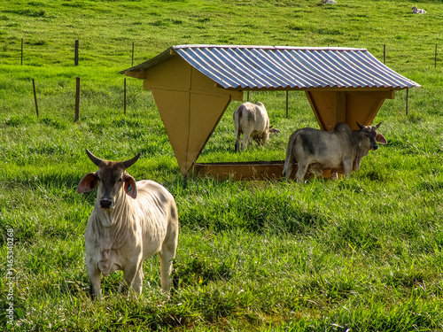 Obraz na płótnie Guzera cattle feed in the pasture of a beef cattle farm in Brazil w salonie