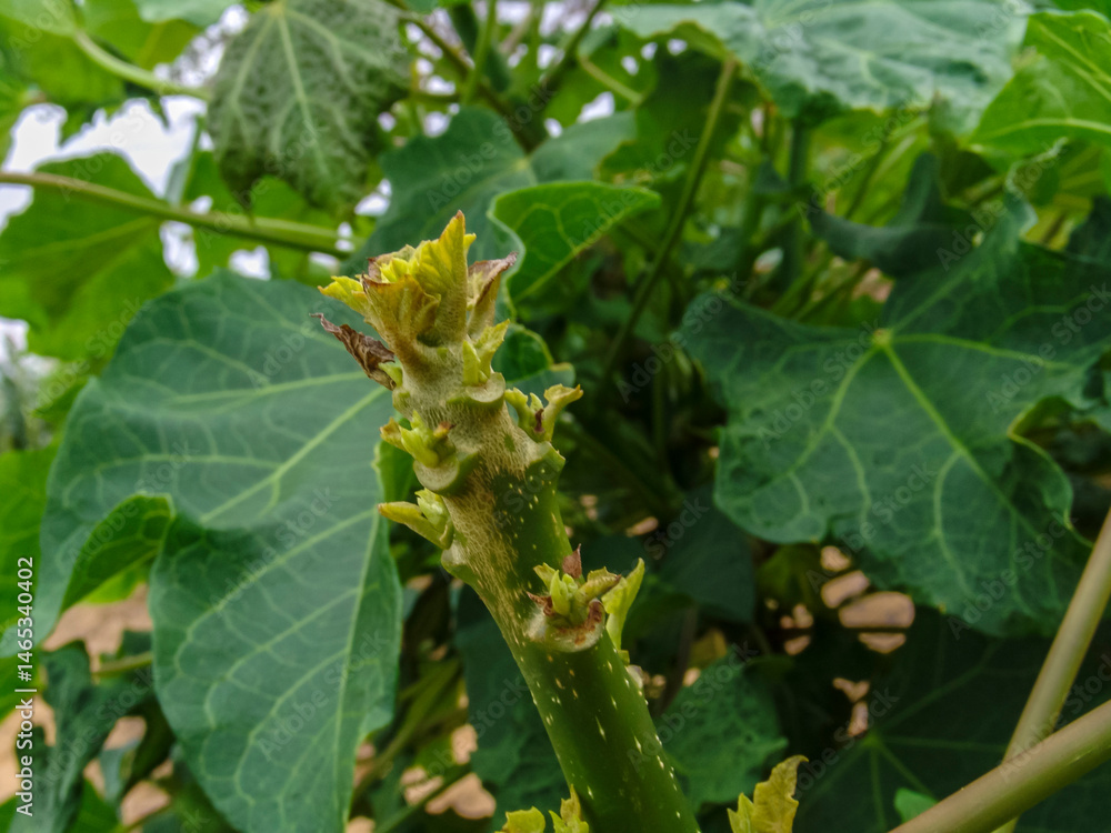 Castor bean plantation in northeastern Brazil. This plant is a viable option in the northeastern semi-arid region as a crop and income for the manufacture of oil and biodiesel.