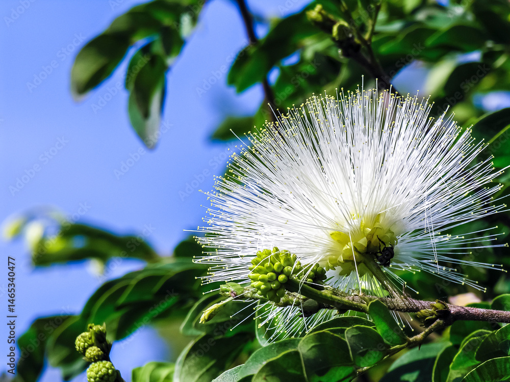 Calliandra haematocephala cv alba, with its eye-catching flowers and lush foliage, in a tropical garden in Brazil