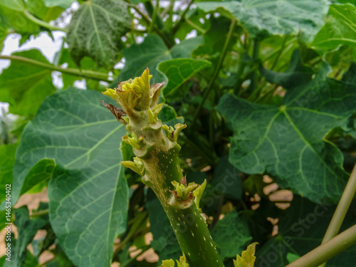 Obraz na płótnie Castor bean plantation in northeastern Brazil. This plant is a viable option in the northeastern semi-arid region as a crop and income for the manufacture of oil and biodiesel. w salonie