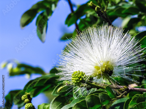Obraz na płótnie Calliandra haematocephala cv alba, with its eye-catching flowers and lush foliage, in a tropical garden in Brazil w salonie