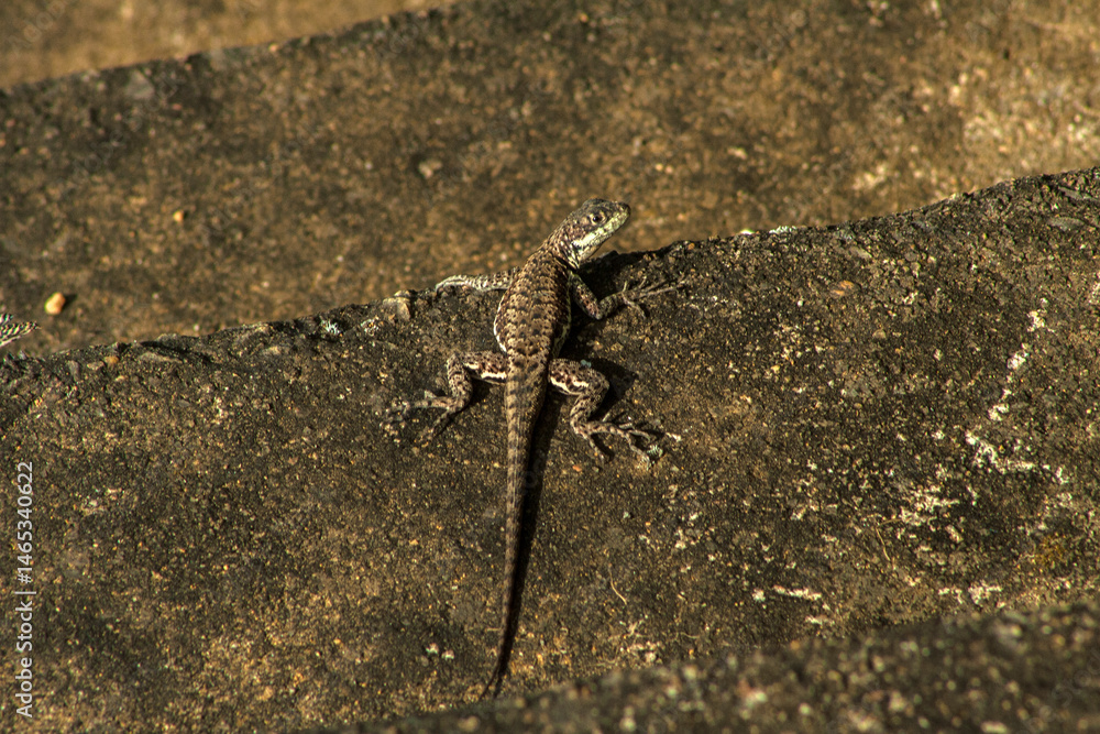 Small lizard, Tropidurus torquatus, standing on the cement steps of a farm in Brazil
