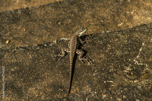 Obraz na płótnie Small lizard, Tropidurus torquatus, standing on the cement steps of a farm in Brazil w salonie