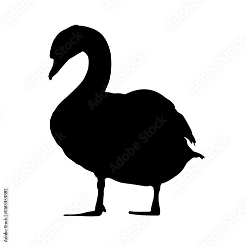 Silhouette of a swan – vector illustration