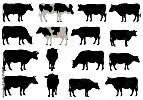 Different Types of Cattle Breeds Their Characteristics and Management Practices Understanding Animal Husbandry and Nutritional Needs for Dairy and Beef Production Farm Management	