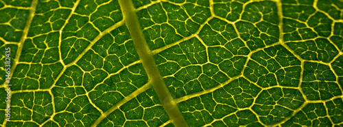 Close-up macro photograph of a fig leaf displaying its intricate vein pattern and vibrant green texture illuminated by natural light.