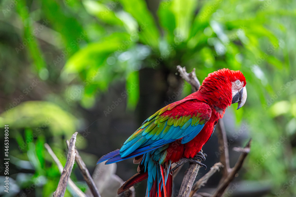 Obraz premium Macaw parrot part of the new world parrots can be seen resting on a tree branch at a safari park in Bali, Image shows the Macaw with its vibrant red, blue, green and yellow colours