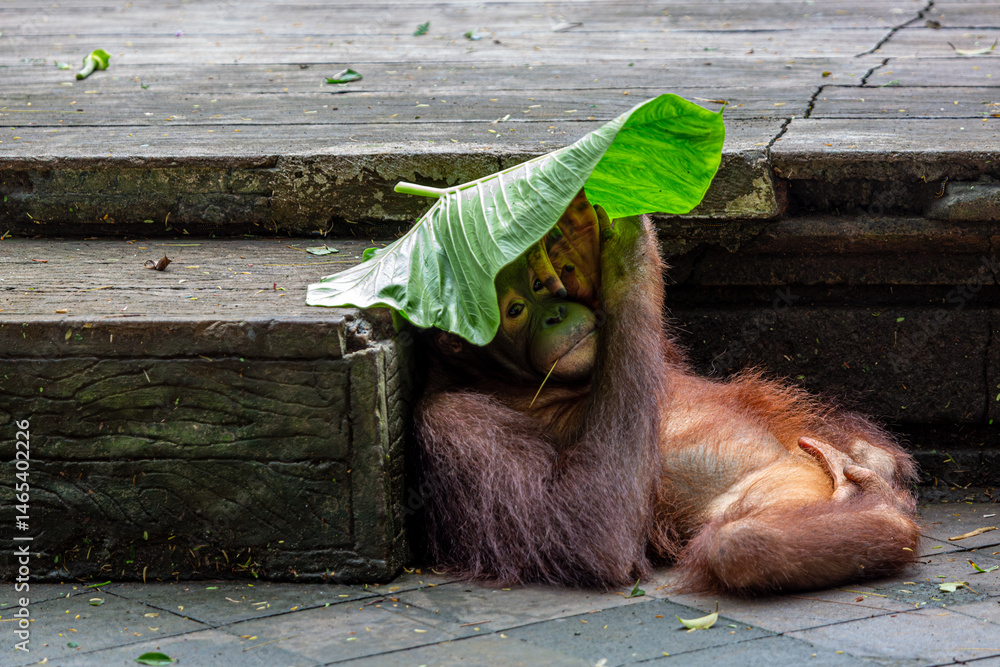 Fototapeta premium Young 3 year old Orangutan or (Pongo) part of the primate family at a safari park in Bali can be seen laying on the floor using a leaf as a sun shade